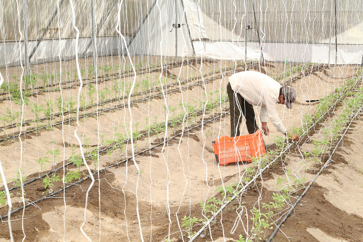 Promueve Dif Siembra De Hortalizas Y Fruta Para Mejor Alimentación De Familias 2531